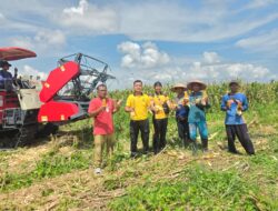 Polsek Indralaya Ogan Ilir Bersama Kelompok Tani Panen Jagung, Wujud Nyata Dukungan Ketahanan Pangan Nasional
