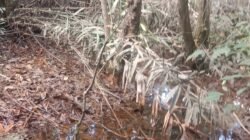 Pencemaran Limbah Batubara PT SLR Lumpuhkan Kebun Warga Muara Enim, Korban Desak Ganti Rugi Layak