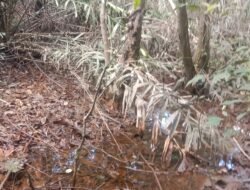 Pencemaran Limbah Batubara PT SLR Lumpuhkan Kebun Warga Muara Enim, Korban Desak Ganti Rugi Layak