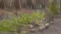 Lahan Sawit Diduga Milik Mantan Sekda OI Terbakar, Bekas Tebasan dan Bibit Baru Picu Pertanyaan
